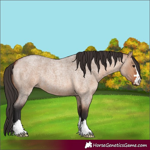 Horse Color:Bay Roan Dun 