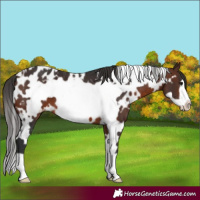 Horse Color:White Spotted Brown Frame Appaloosa 