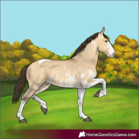 Horse Color:Buckskin Dun Sabino Tobiano