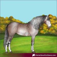 Horse Color:Gray Bay Sabino Rabicano 