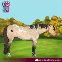 Horse Color:White Spotted Buckskin Roan Dun Rabicano