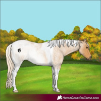 Horse Color:Palomino Roan Tobiano Rabicano