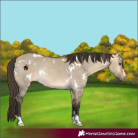 Horse Color:White Spotted Buckskin Dun Rabicano