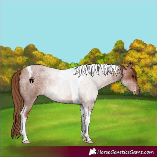 Horse Color:Red Roan Tobiano Rabicano 