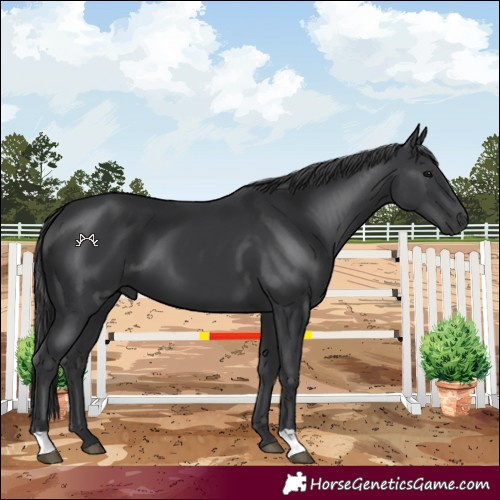 Horse Color:Black 