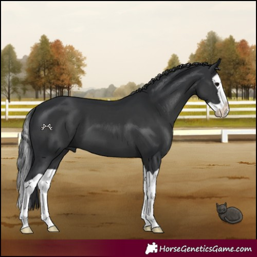 Horse Color:Black Splash 
