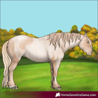 Horse Color:Gold Champagne Pearl Rabicano  and Gold Champagne Roan Pearl Rabicano 
