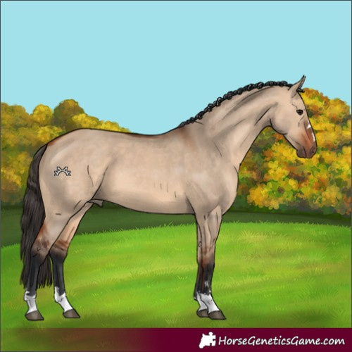 Horse Color:Bay Dun 