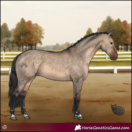 Horse Color:Brown Dun 