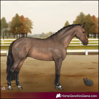 Horse Color:Brown Dun 