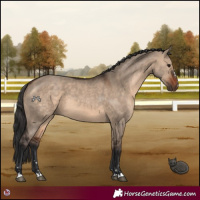 Horse Color:Brown Dun 