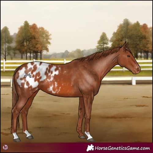 Horse Color:Chestnut Blanket 