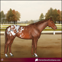Horse Color:Chestnut Blanket 