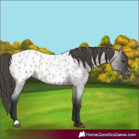 Horse Color:Grullo Roan Appaloosa 