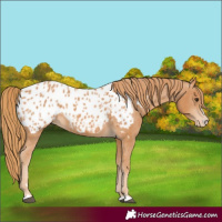 Horse Color:Chestnut Near Leopard 