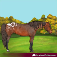 Horse Color:Bay Appaloosa 