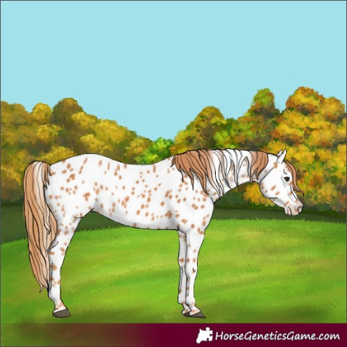 Horse Color:Chestnut Near Leopard