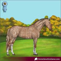 Horse Color:White Spotted Red Dun Rabicano  and White Spotted Red Dun Rabicano 