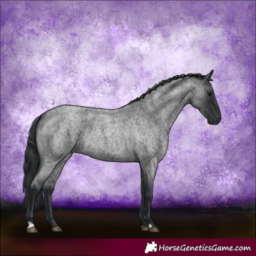 Horse Color:Blue Roan 