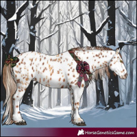 Horse Color:Palomino Appaloosa  and Chestnut Appaloosa 