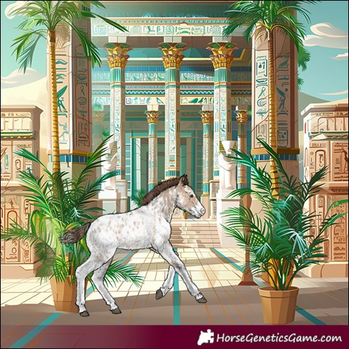 Horse Color:Bay Dun Sabino Appaloosa 