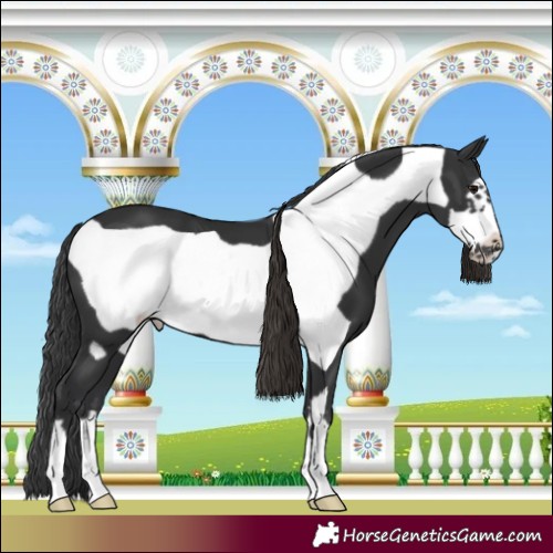 Horse Color:Black Frame 