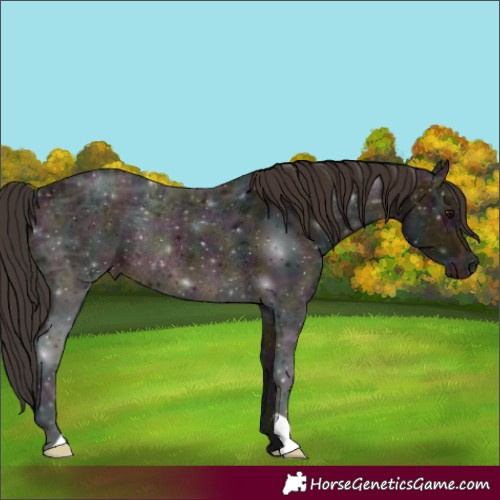 Horse Color:Midnight Brown Ice Appaloosa Rabicano 