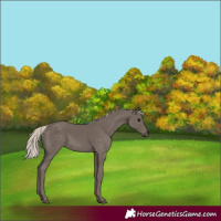 Horse Color:Silver Black 