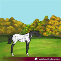 Horse Color:Black Near Leopard 