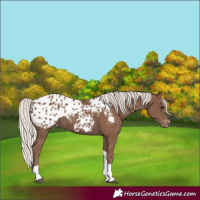 Horse Color:Silver Black Tobiano Appaloosa 