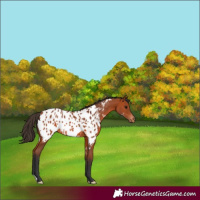 Horse Color:Bay Appaloosa