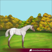 Horse Color:Silver Blue Roan Appaloosa 
