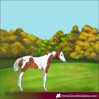 Horse Color:Silver Brown Splash Tobiano Appaloosa 