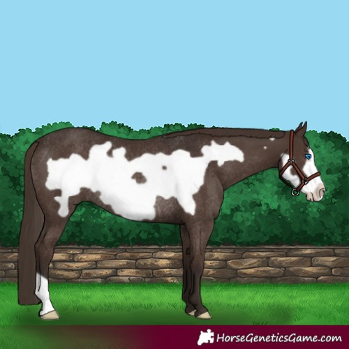 Horse Color:Liver Chestnut Frame Rabicano 