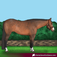 Horse Color:Brown Rabicano 
