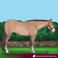 Horse Color:Sable Champagne Rabicano 