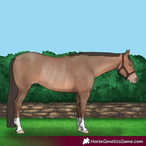Horse Color:Sable Champagne Rabicano