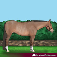Horse Color:Sable Champagne Rabicano