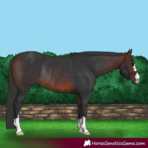 Horse Color:Brown Rabicano 