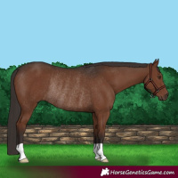Horse Color:Liver Chestnut Rabicano 