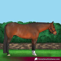 Horse Color:Brown Rabicano