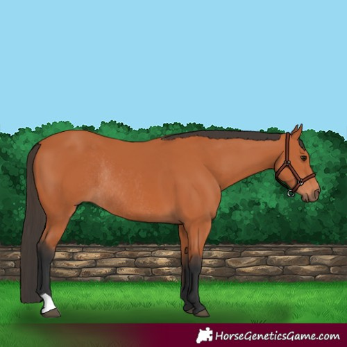 Horse Color:Bay Rabicano 