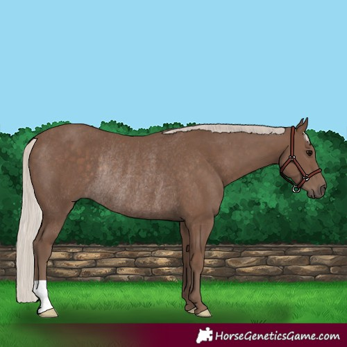 Horse Color:Silver Black Rabicano 