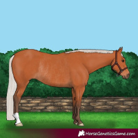 Horse Color:Silver Bay Rabicano