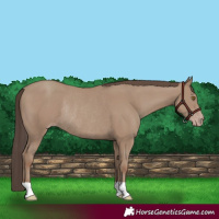 Horse Color:Classic Champagne Rabicano 