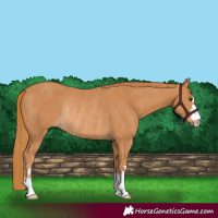 Horse Color:Chestnut Rabicano 