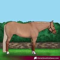 Horse Color:Red Dun Rabicano