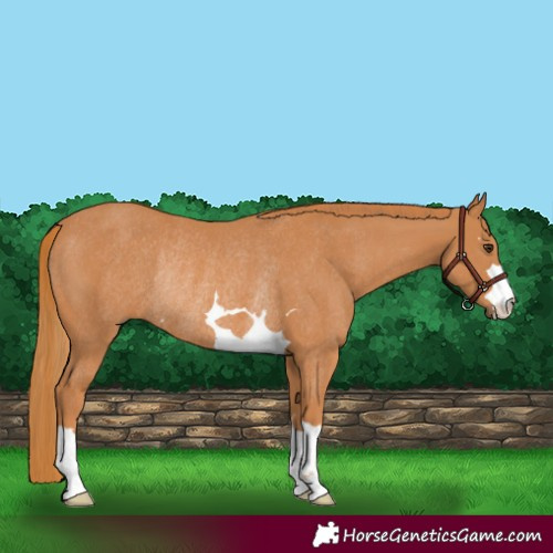 Horse Color:Chestnut Rabicano 