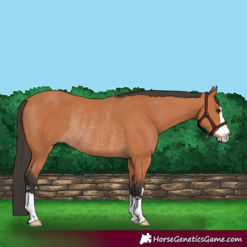 Horse Color:Bay Rabicano 
