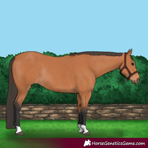 Horse Color:Bay Rabicano 